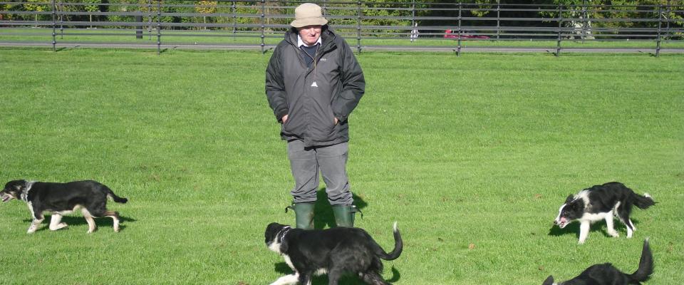 sheepdog trial training