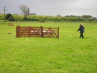 sheepdog trial training