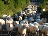 sheepdog trial training