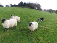 sheepdog trial training