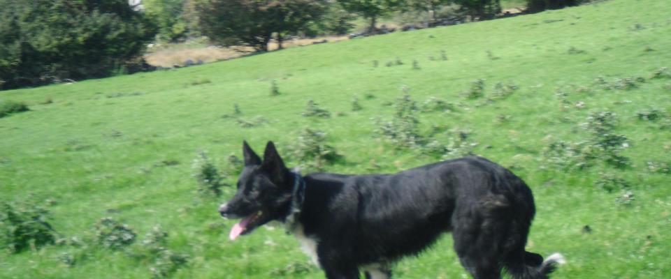 sheepdog trial training